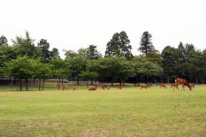 奈良公園の鹿