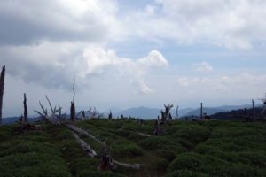 大台ケ原の風景