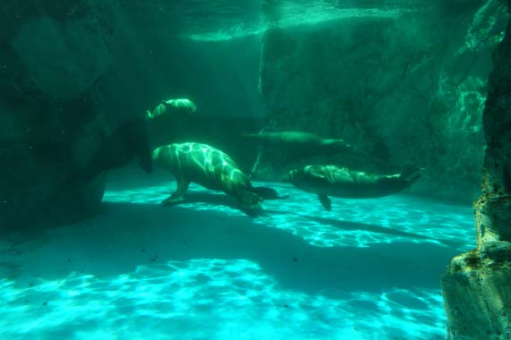 鳥羽水族館