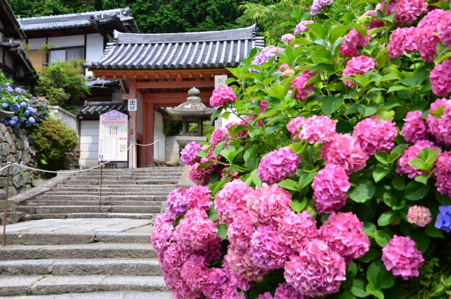 矢田寺のあじさい