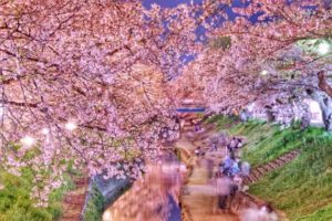 大和高田市の桜
