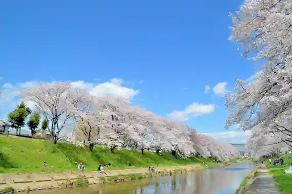 新境川堤の桜並木